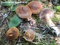 Cortinarius spadiceus-amf595